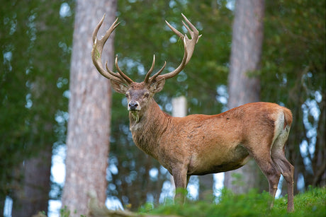 5 heures de chasse par 5° avec des chaussettes chauffantes